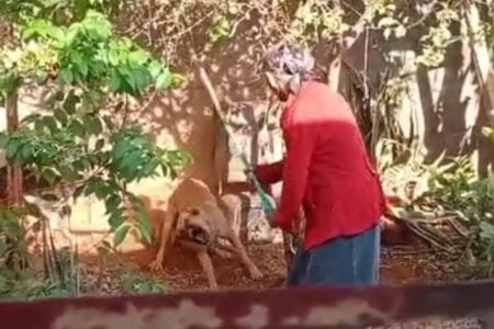 Idosa de Rio Verde é presa por espancar e tentar matar cachorro