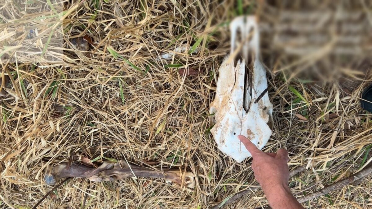 Foto colorida mostra crânio de gado que teria sido furtado em Goiás