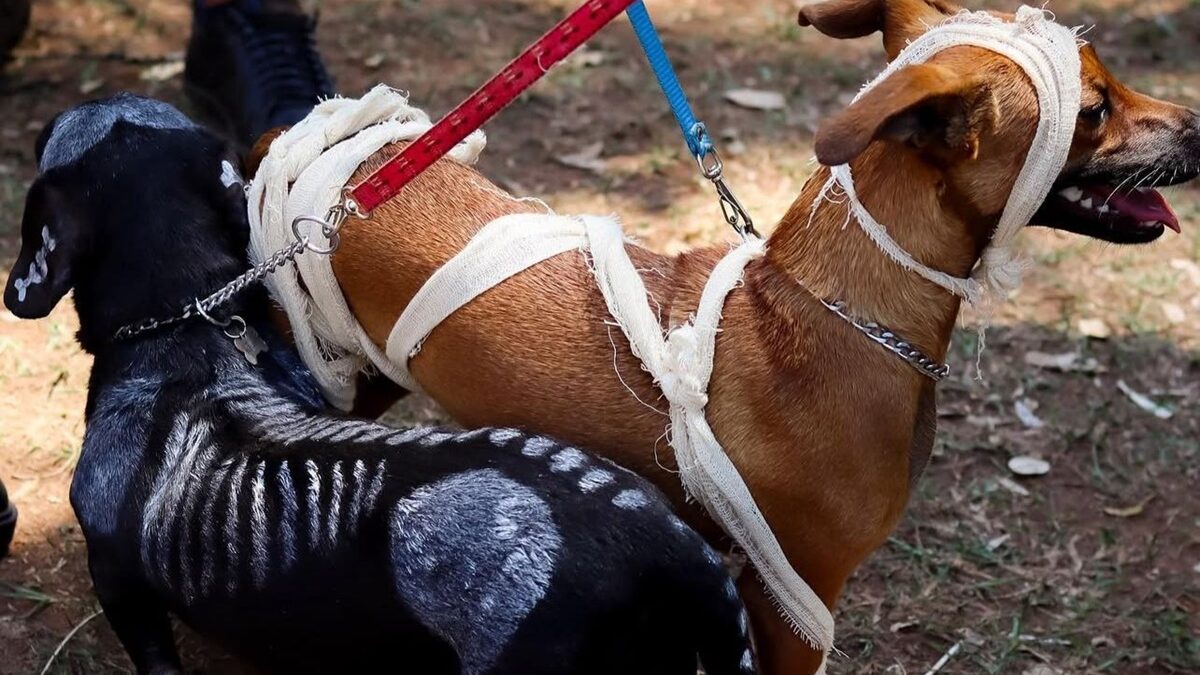 Goiânia recebe segundo Halloween dos Vira-Latas