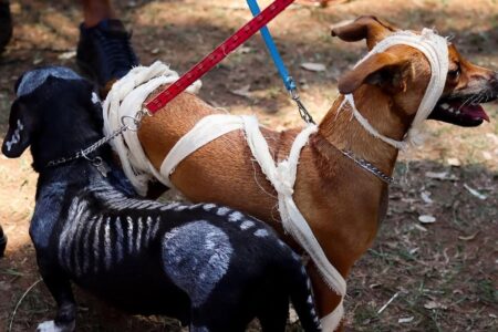 Goiânia recebe segundo Halloween dos Vira-Latas