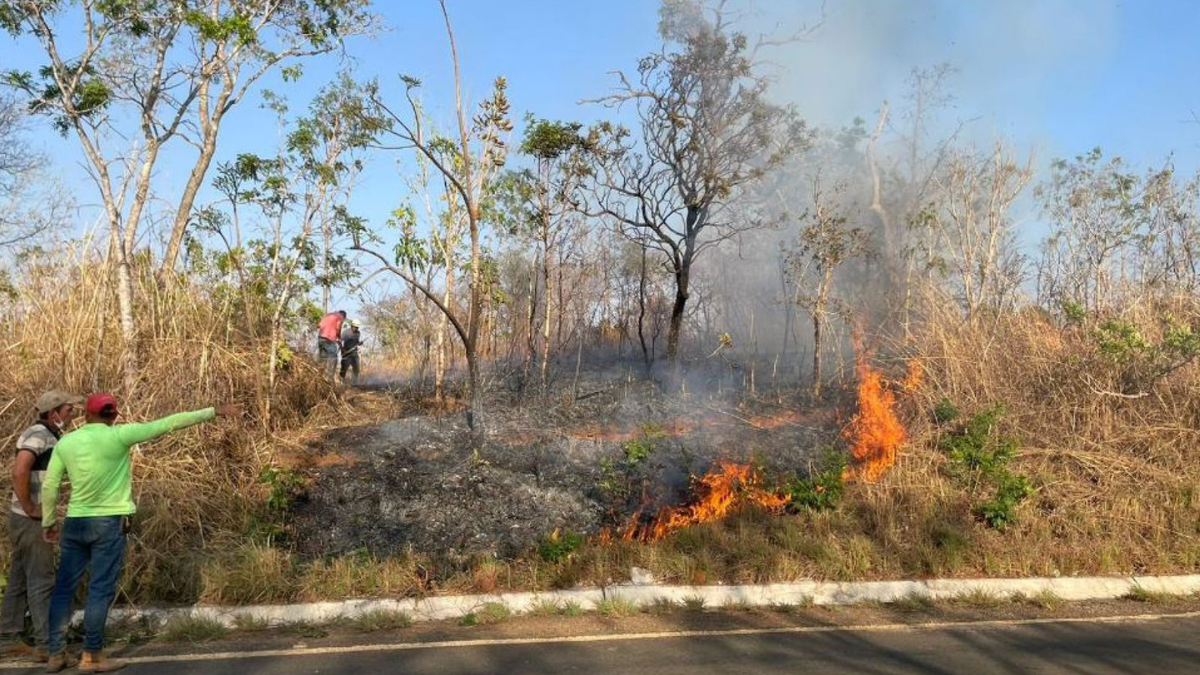 Imagem colorida mostra uma área de mata à beira de uma rodovia pegando fogo.