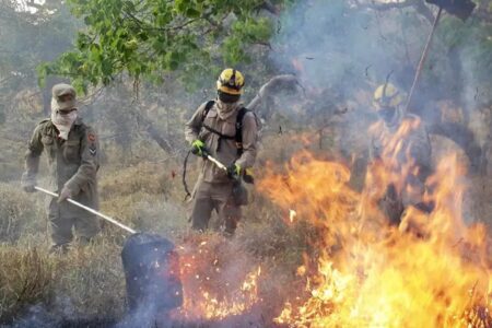 STFinvalida parte da lei goiana que tipificava o crime de incêndio em florestas durante emergências ambientais