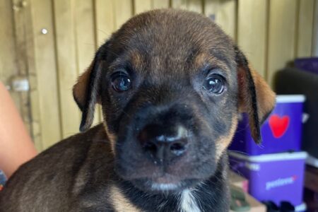 Goiânia terá evento de adoção de animais neste sábado (19)