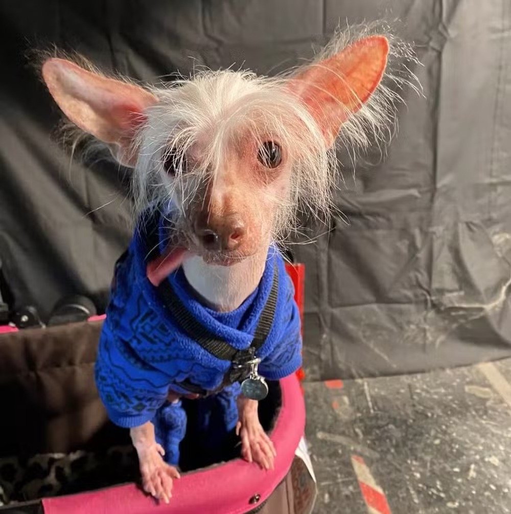 Organizadores de concurso de cão mais feio reclamam de concorrentes fofos ParrotPrint.com divulgou fotos de candidatos fortes