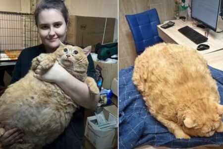 Farofa chegou a 17,2 quilos com dieta rica em sopas e biscoitos Gato mais obeso do mundo morre em clínica de reabilitação