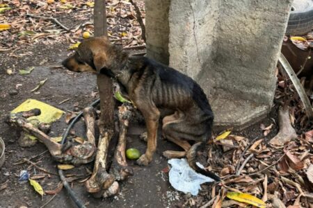 Cão é resgatado sem alimentos e desnutrido em Aruanã