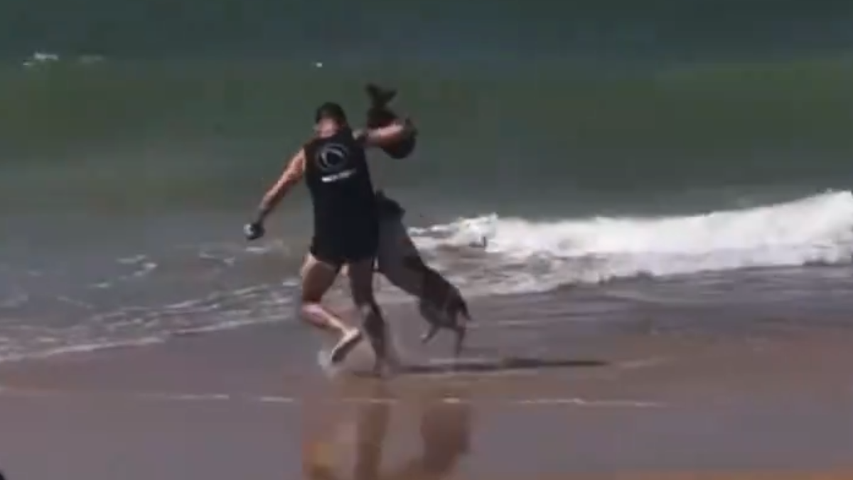 Homem se joga ao mar para se salvar de pitbull (Foto: Reprodução)