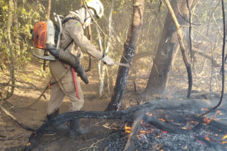 Imagem colorida mostra um militar dos Bombeiros combatendo o fogo em uma área de mata.