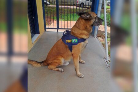 Morre Turco, cão aposentado da PRF de Goiás