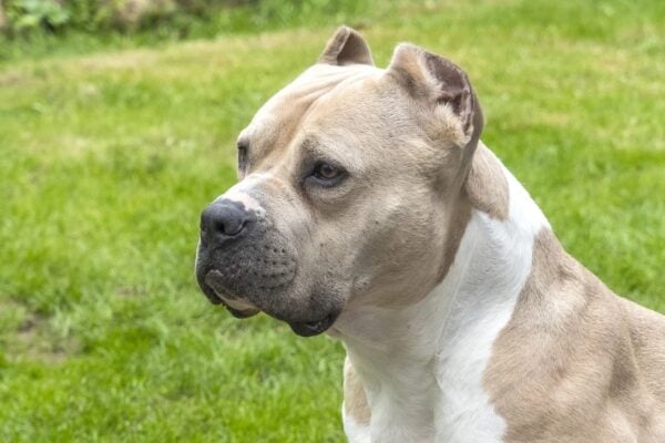 Pitbull mata idosa de 80 anos no Mulher confessou o crime e foi presa Briga por pit-bull termina com homem morto a tiros no litoral de São Paulo, em São Paulo