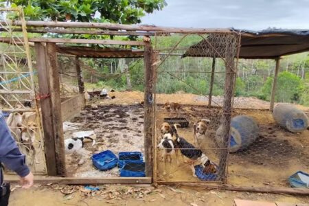 Polícia resgata 80 cachorros desnutridos em meio a animais mortos, no ES Cães eram alimentados com uma mistura de ração para peixes