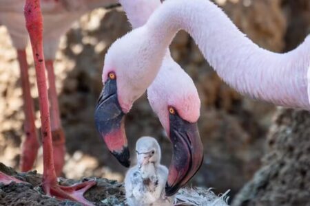 Pais adotivos: flamingos machos chocam e criam filhote no zoológico de San Diego Casal aperfeiçoou suas funções paternas