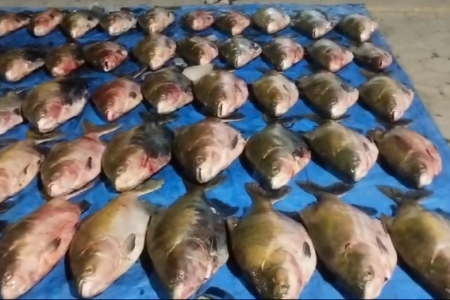 Imagem de muitos peixes em fileiras