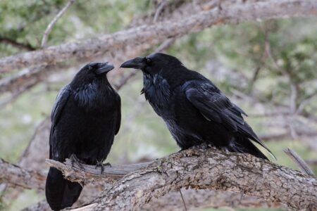 Reis do rancor: corvos podem identificar e perseguir pessoas para se vingar por até 17 anos sua ira pode ser passada para outras gerações