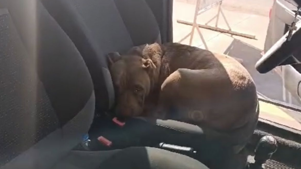 Imagem colorida mostra um Bombeiro resgatando um cachorro que está dentro de um carro.