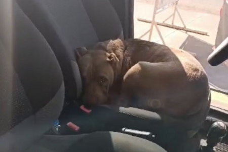 Imagem colorida mostra um Bombeiro resgatando um cachorro que está dentro de um carro.