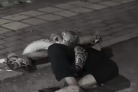 Homem bêbado é resgatado após ser imobilizado por píton na China Cobra tinha mais de dois metros e pesava cerca de 14 quilos