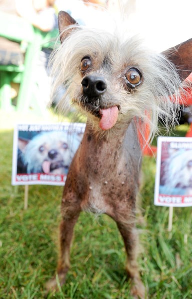 Organizadores de concurso de cão mais feio reclamam de concorrentes fofos ParrotPrint.com divulgou fotos de candidatos fortes