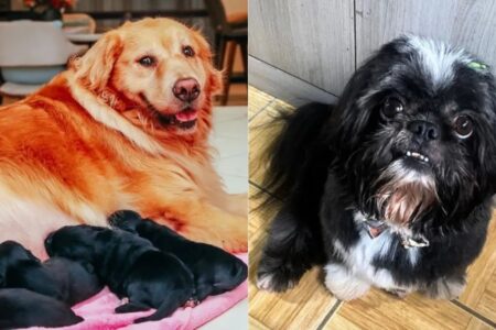 Shih-tzu que engravidou golden retriever conhece filhotes "Ele ficou foi assustado com seus filhotes", brincou tutora