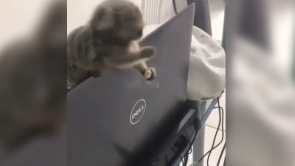 Macaco sagui com um cigarro (Foto: Reprodução)