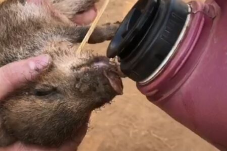 GO: bombeiros resgatam filhote de porco-do-mato em incêndio, mas animal não resiste