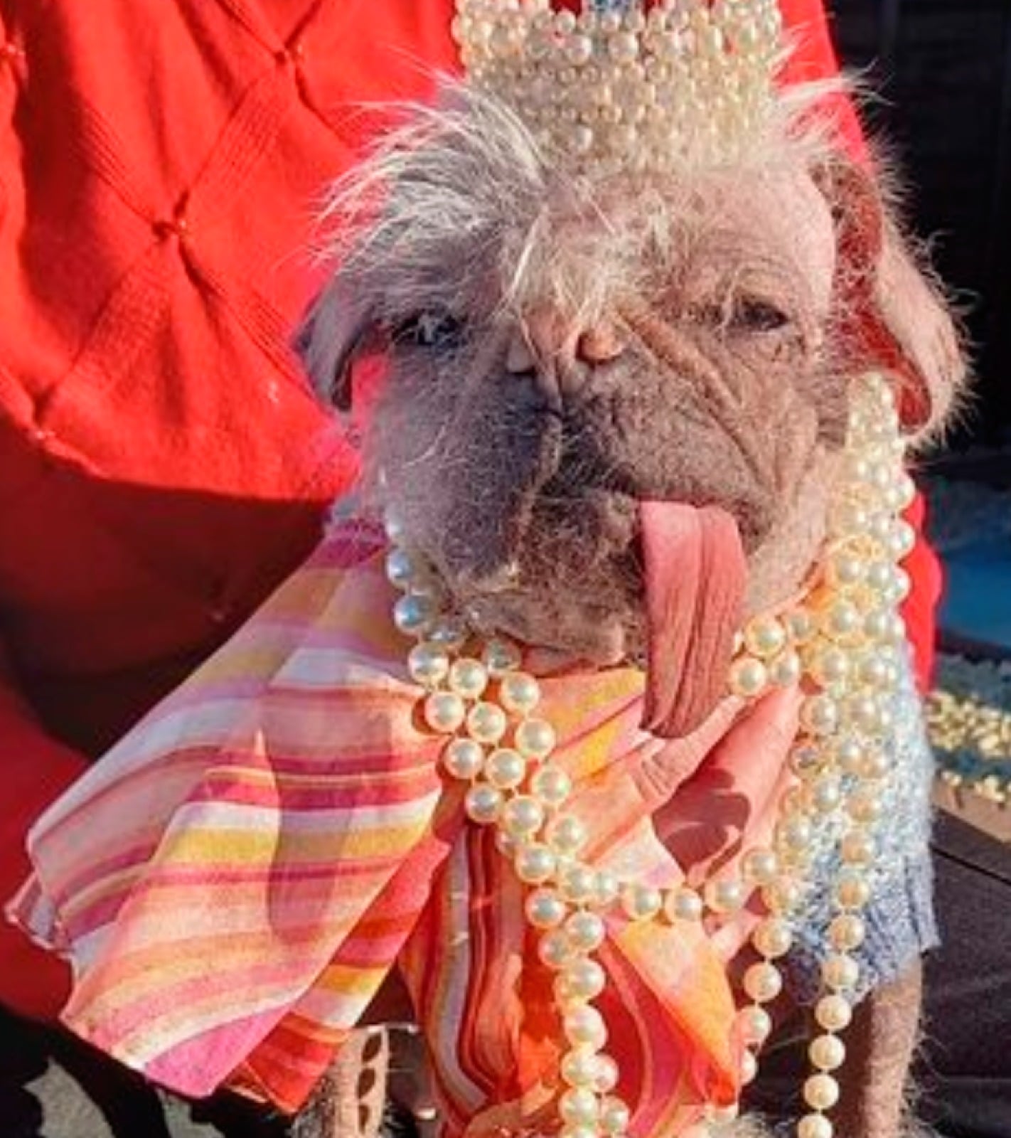 Organizadores de concurso de cão mais feio reclamam de concorrentes fofos ParrotPrint.com divulgou fotos de candidatos fortes