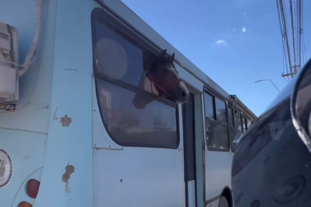 Motociclista flagra cavalo dentro de ônibus (Foto: Reprodução/Redes Sociais)