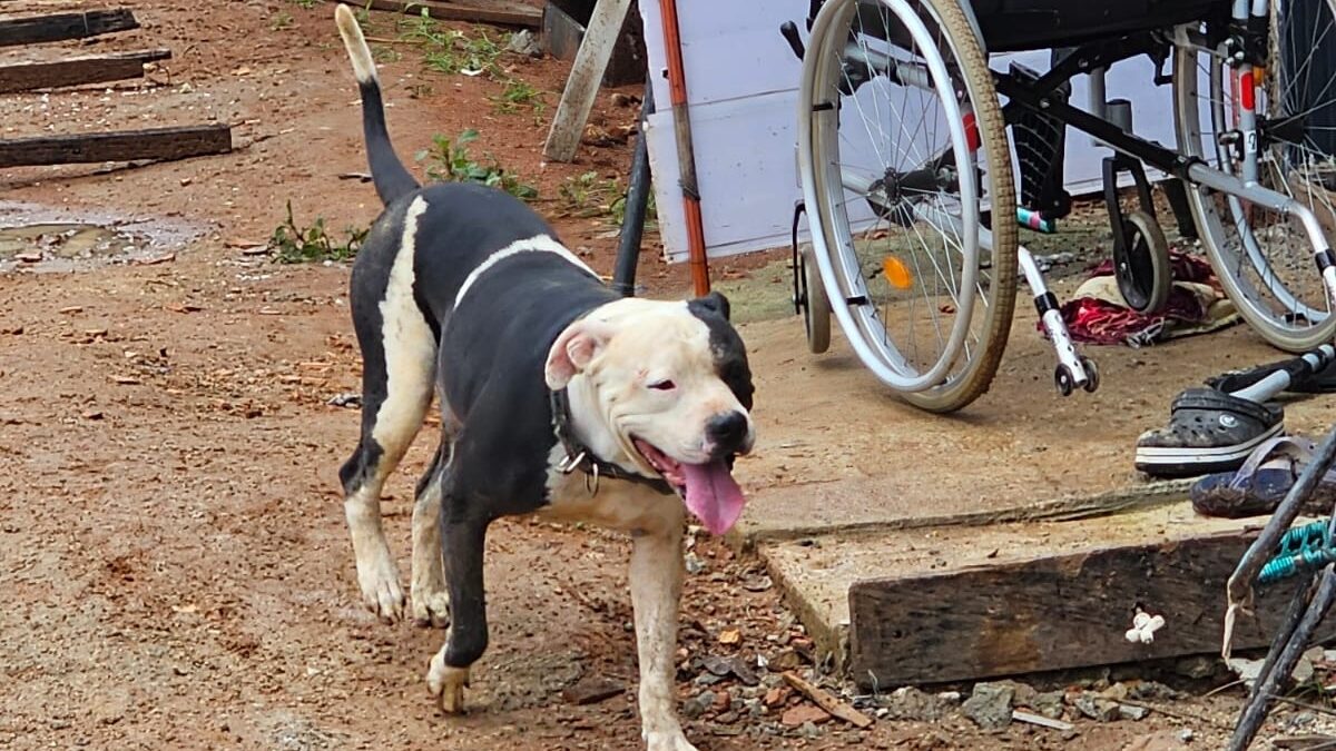 Cadeirante tem parte da orelha decepada após ser derrubada por pit bull em Aruanã