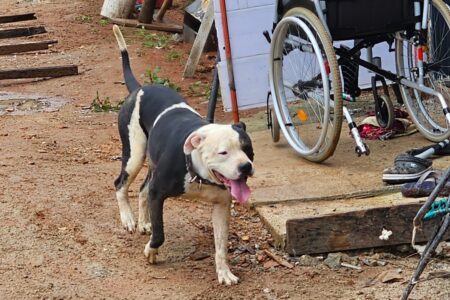 Cadeirante tem parte da orelha decepada após ser derrubada por pit bull em Aruanã