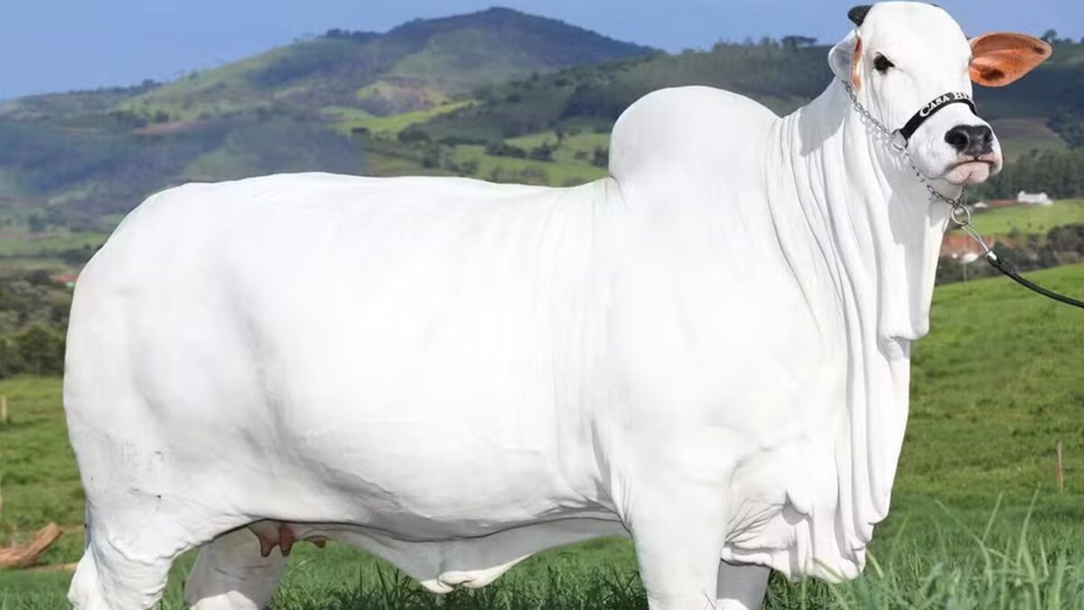 Vaca brasileira se torna a mais cara do mundo; Carina custa R$ 24 milhões Carina superou a recordista Viatina-19, que nasceu em Goiás