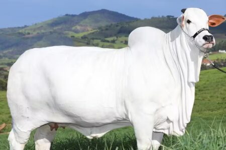 Vaca brasileira se torna a mais cara do mundo; Carina custa R$ 24 milhões Carina superou a recordista Viatina-19, que nasceu em Goiás