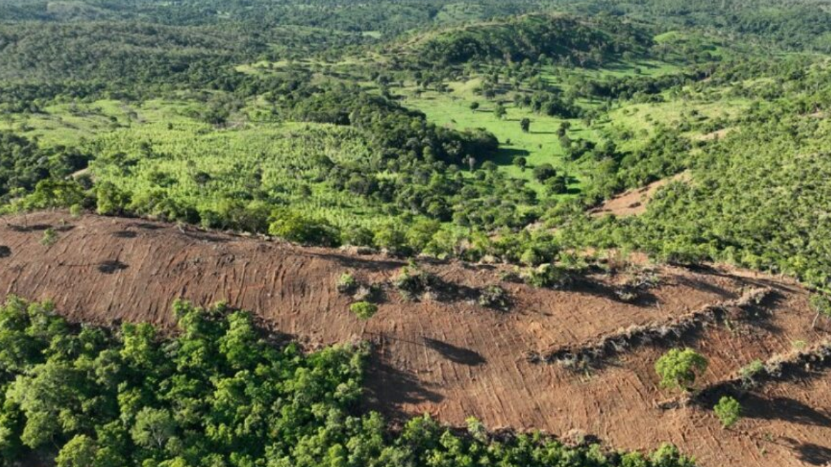 Desmatamento em Goiás: recuo inédito (Foto: Divulgação)
