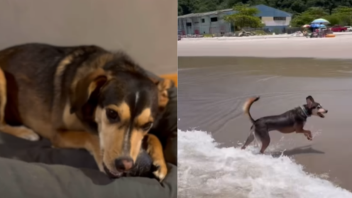 Cão vira-lata brasileiro só responde a comandos em inglês; vídeo