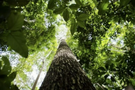 Sistema de reposição florestal visa estimular plantação de árvores em Goiás (Foto: Agência Brasil)