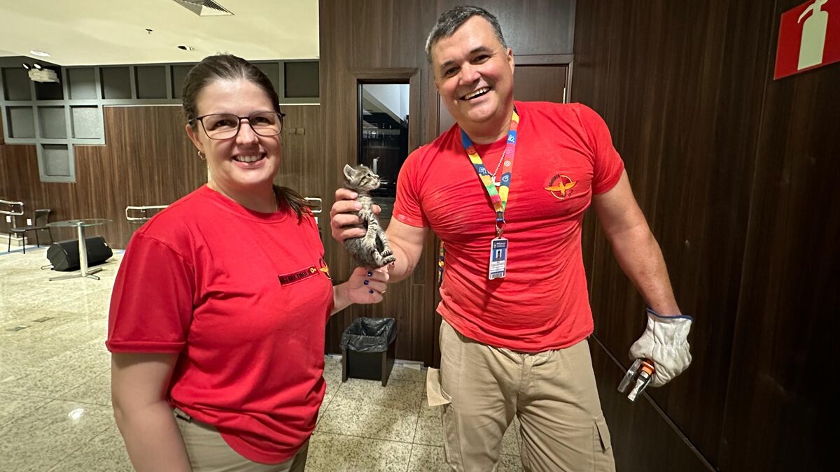 Bombeiros resgatam filhote de gato preso entre duas paredes no TJGO