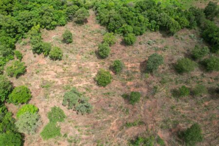 Flagrante de desmatamento em Monte Alegre (Foto: Divulgação)