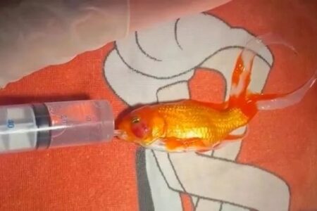 Peixe-dourado é submetido a cirurgia pioneira para a retirada de tumor Cirurgia foi feita em clínica veterinária na Irlanda; veja o resultado