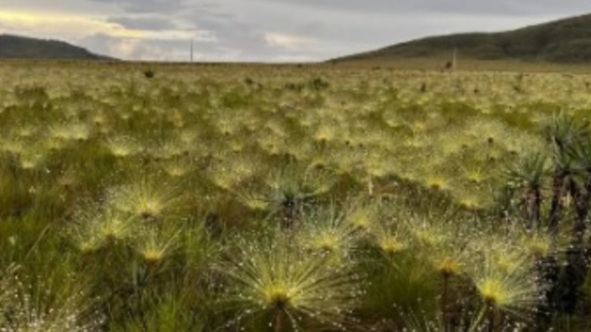 Cerrado de Goiás (Foto: Governo de Goiás)