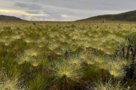 Cerrado de Goiás (Foto: Governo de Goiás)