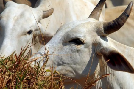 Caso de possível 'vaca louca' sob investigação (Foto: Reprodução)