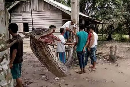 Corpo de homem desaparecido é encontrado dentro de píton gigante na Indonésia Vítima deixa esposa e três filhos