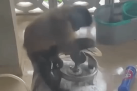 Após ataque de animal, professor precisou passar por uma cirurgia Macaco invade casa e bebe álcool no Maranhão; vídeo