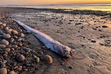 Peixe-remo foi encontrado por uma estudante de doutorado na Califórnia, Estados Unidos. (Foto: Reprodução/X: @Scripps_Ocean)