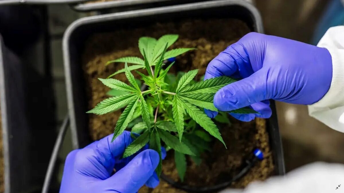 STJ libera cultivo de cannabis medicinal com baixo teor de THC