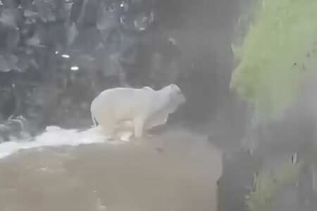 Boi é resgatado de cachoeira com ajuda de helicóptero em MG; vídeo Segundo Corpo de Bombeiros, animal pesava cerca de 350 kg
