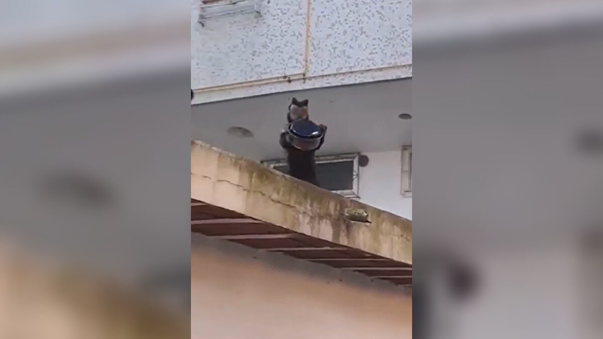 Macaco-prego invade apartamento no Rio e furta bolo