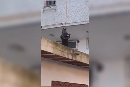 Macaco-prego invade apartamento no Rio e furta bolo