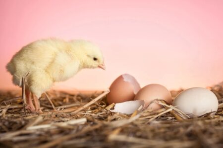 O que surgiu primeiro: o ovo ou a galinha? Ciência descobriu a resposta Pesquisadores chegaram a conclusão após descobrirem um organismo