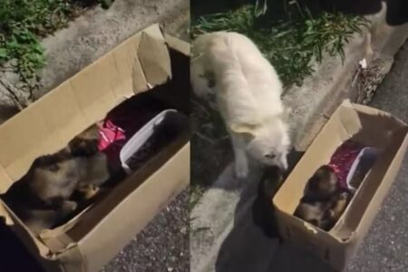 Cadela abandonada com filhotes para viatura e pede ajuda no Paraná; vídeo "Muita maldade, quem faz isso não tem coração", escreveu internauta