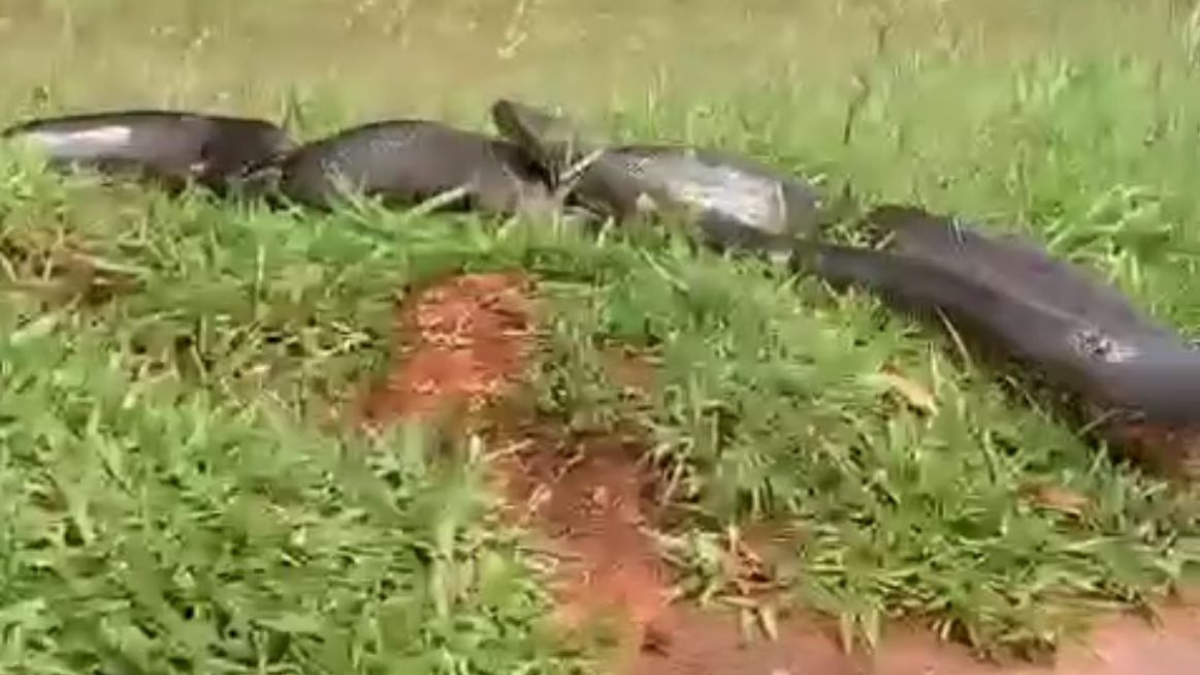 Imagem colorida mostra uma sucuri gigante passando pelo mato.